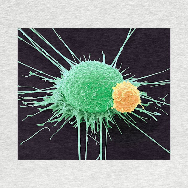 T lymphocyte and cancer cell, SEM (C022/6435) by SciencePhoto